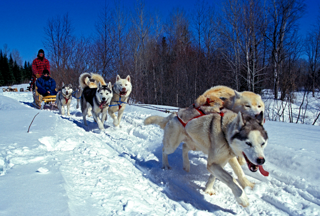 Discounted Dog Sledding in Quebec City Prices Green Vacation Deals