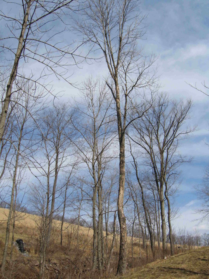 Salvaged ash lumber? Emerald ash borer damaged trees
