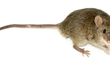 Photo of a mouse