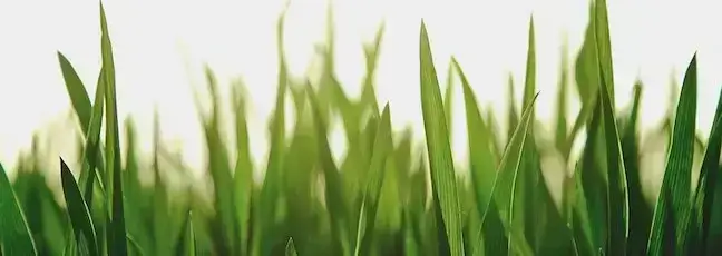 Xeriscaping is a low maintenance and affordable lawn care alternative to grass