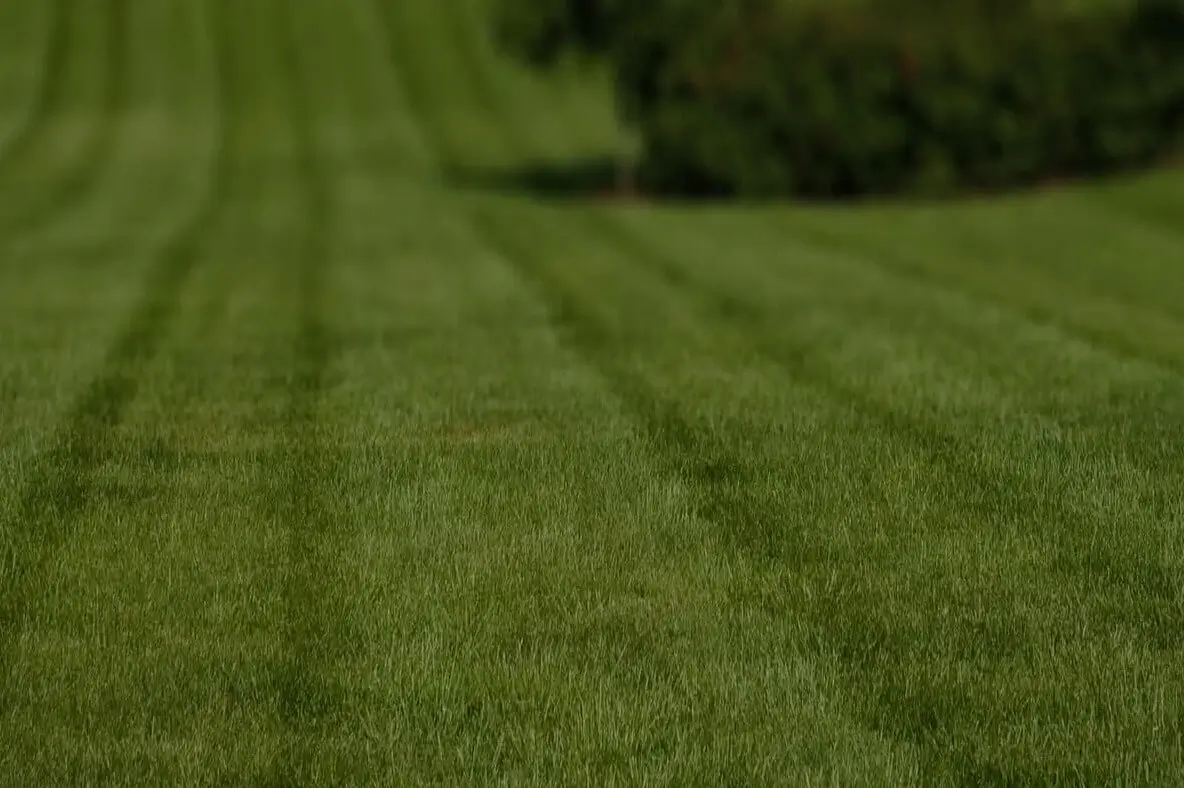 affordable-grass-cutting-businesses-in-Glenside-PA