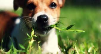 Why Is My Dog Eating Grass The Real Reason