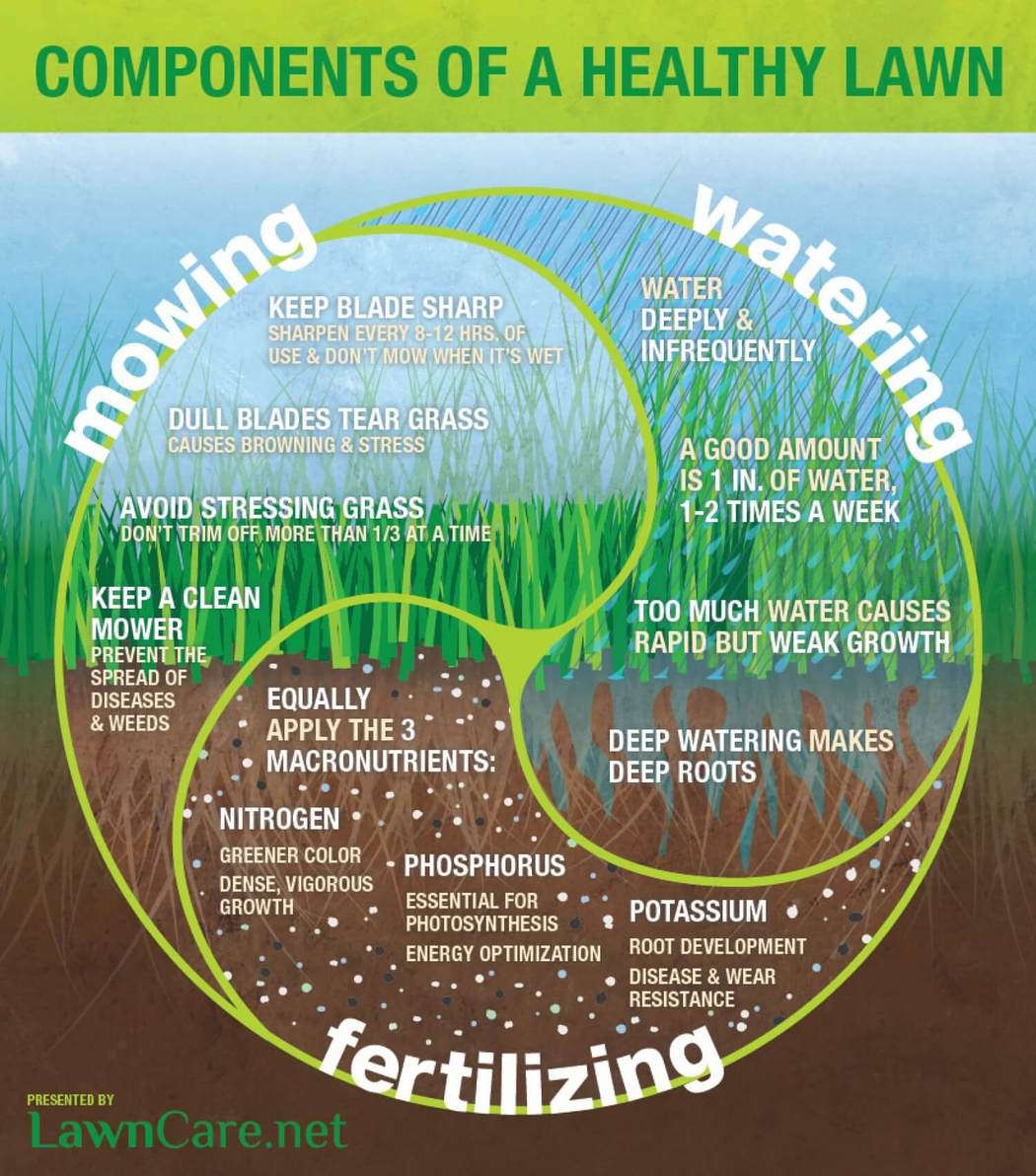 3 Components of a Healthy Lawn and Basic Lawn Care Infographic