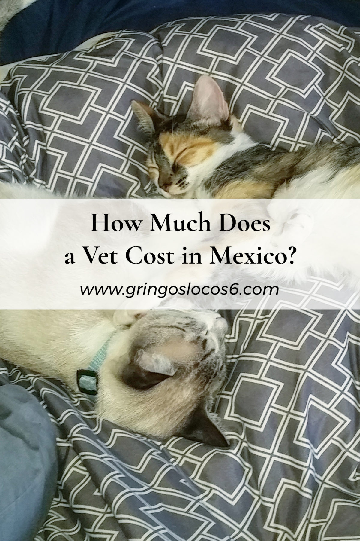 I poisoned our cats last week! Don't worry, they are alive and well. Here's the story and the answer to