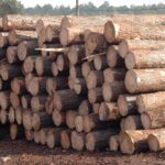 madera en rollo