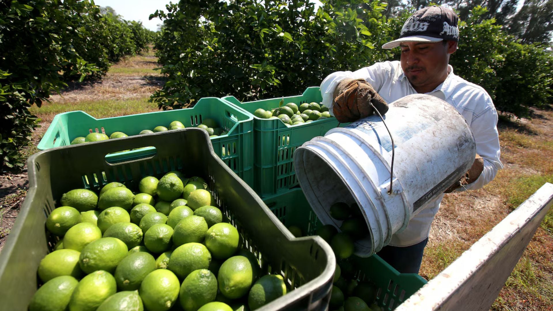 Sheinbaum promete combatir extorsiones a limoneros en Michoacán