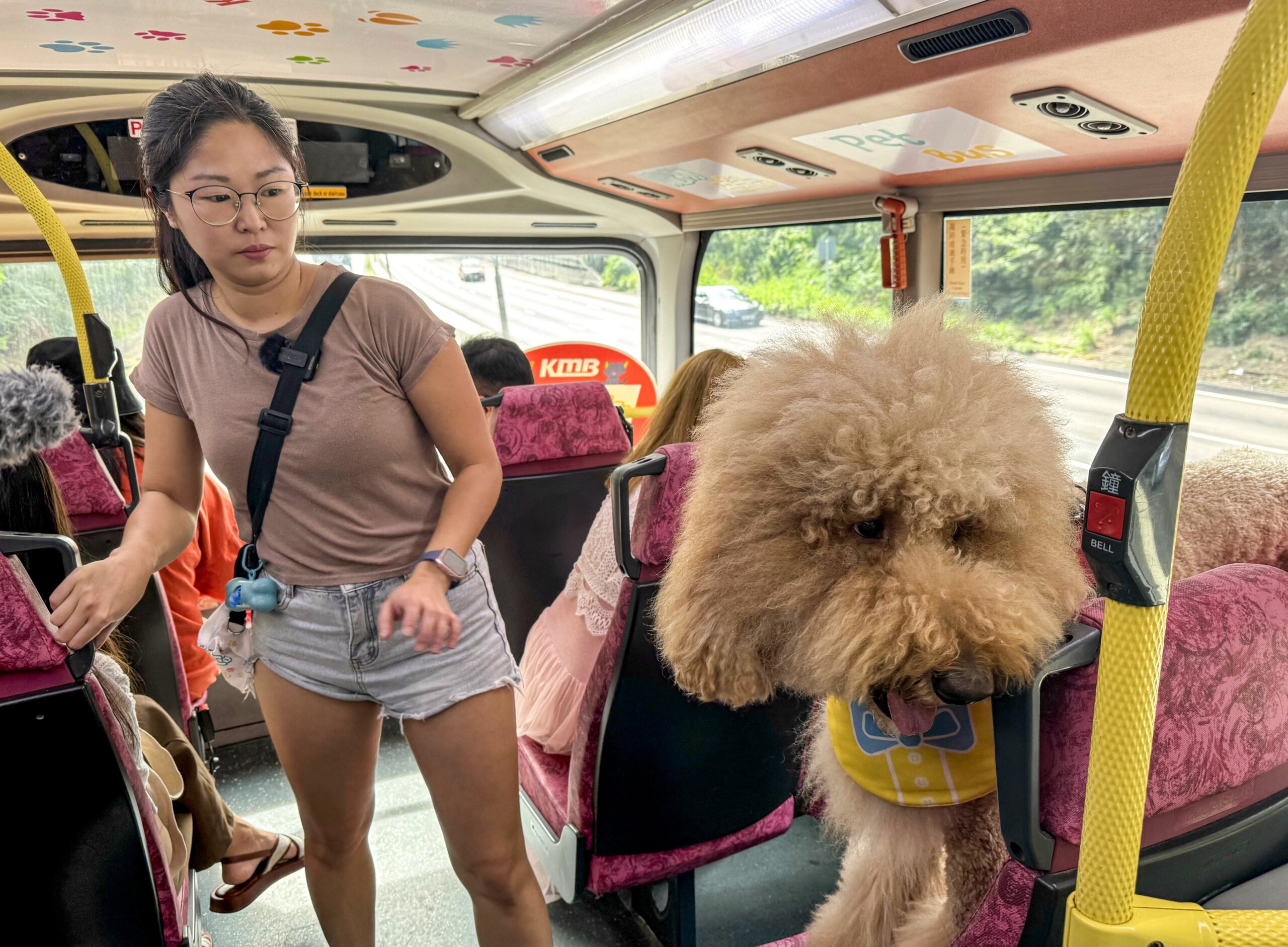 MTR de Hong Kong y KMB evalúan permitir mascotas en el transporte