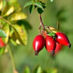 Rosa mosqueta: un superalimento con múltiples beneficios