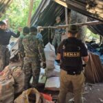 Desmantelan 4 toneladas de marihuana en Yby Yaú