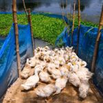 Fricciones comerciales: la UE investiga importaciones de patos chinos