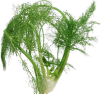 Fennel