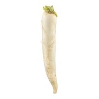 Radish White Daikon