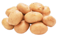 Zuckerman Family Farm Produce White Rose Potato