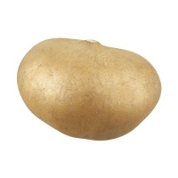 Jicama