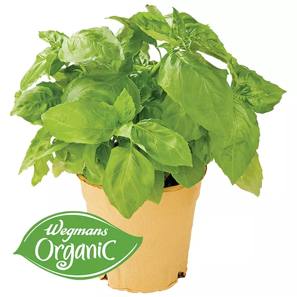 Shenandoah Growers Organic Fresh Potted Basil, 1 Each