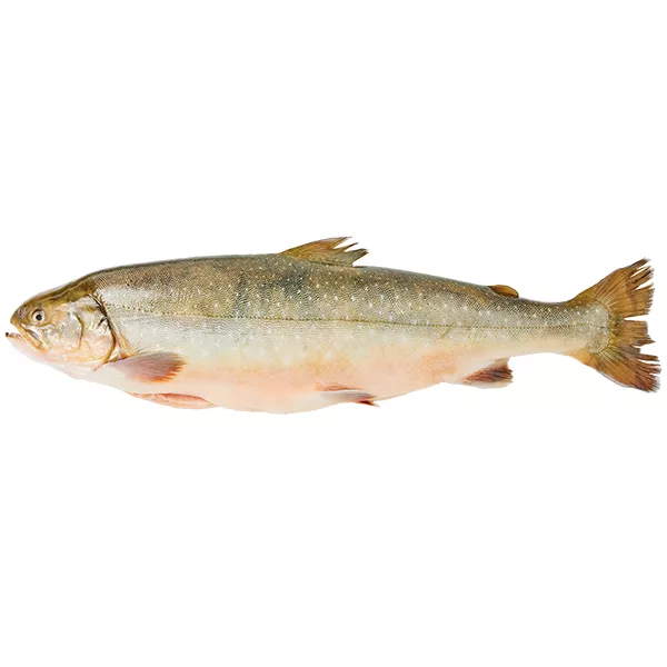Wegmans Arctic Char