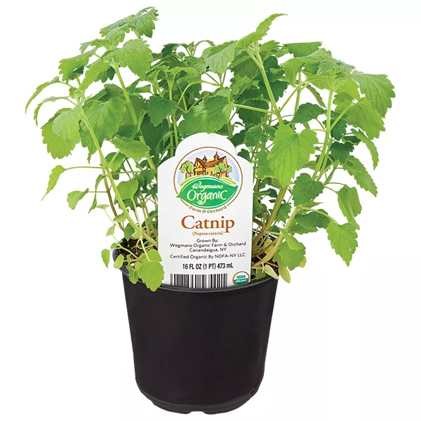 Wegmans Organic Farm & Orchard Catnip (Nepeta Cataria)