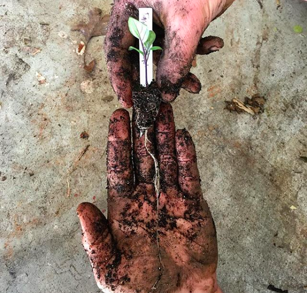The roots on all of the summer seedlings (like this eggplant) we started in our 72 cell Bootstrap Farmer trays were healthy and vigorous.