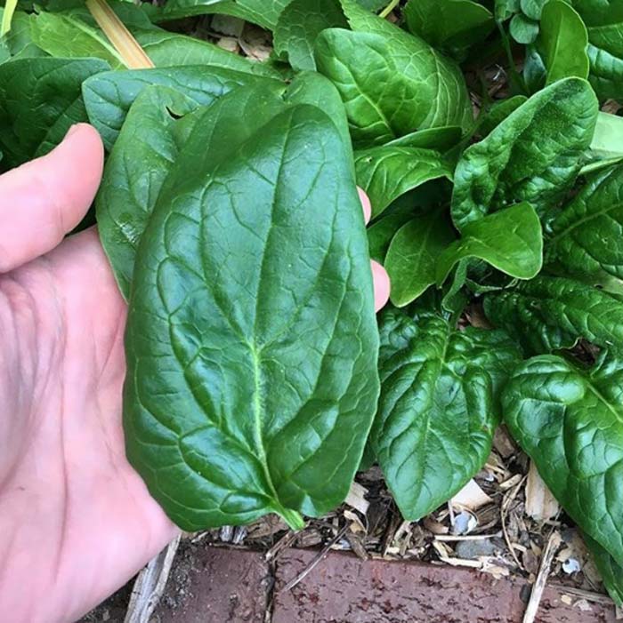 Spinach tastes so sweet and delicious after a freeze!