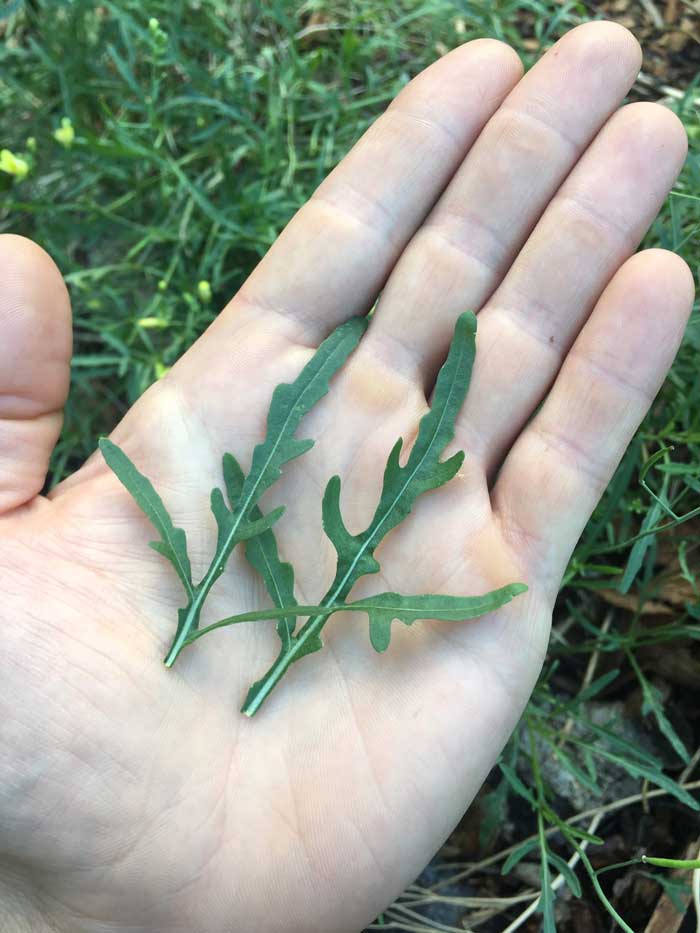 Beautiful, lacy Sylvetta arugula leaves pack an incredibly intense flavor and are considered to be one of the most nutrient-dense greens in the world.