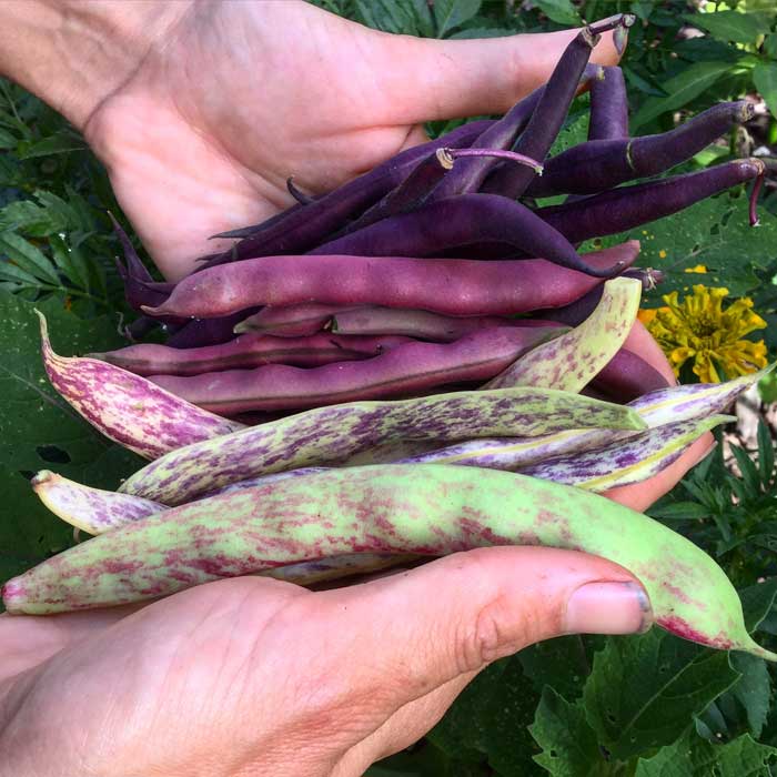Calorie inflation, by GrowJourney. Heirloom beans photo