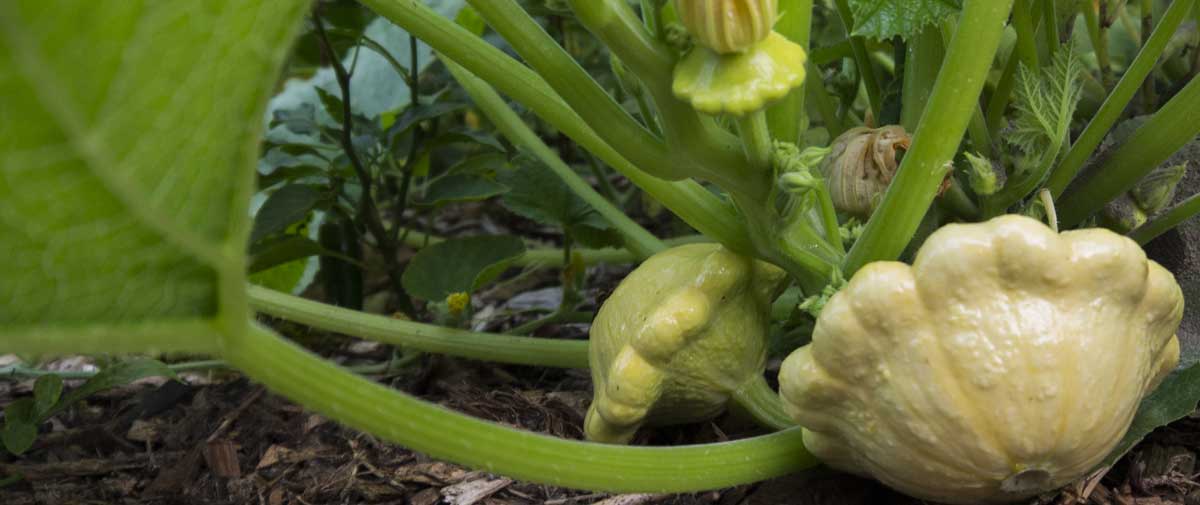 Heirloom squash growing in a heavily mulched, no-till organic garden bed.