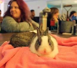 Rabbits at Work