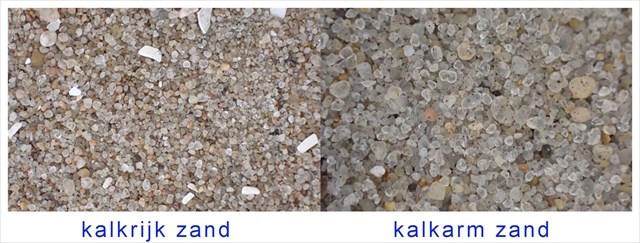 kalrijk en kalkarm zand Omschrijving