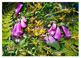 O cacho ao sereno O cacho ao sereno