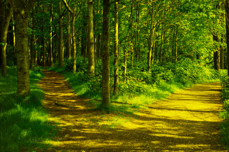 Two roads diverged in a wood...
