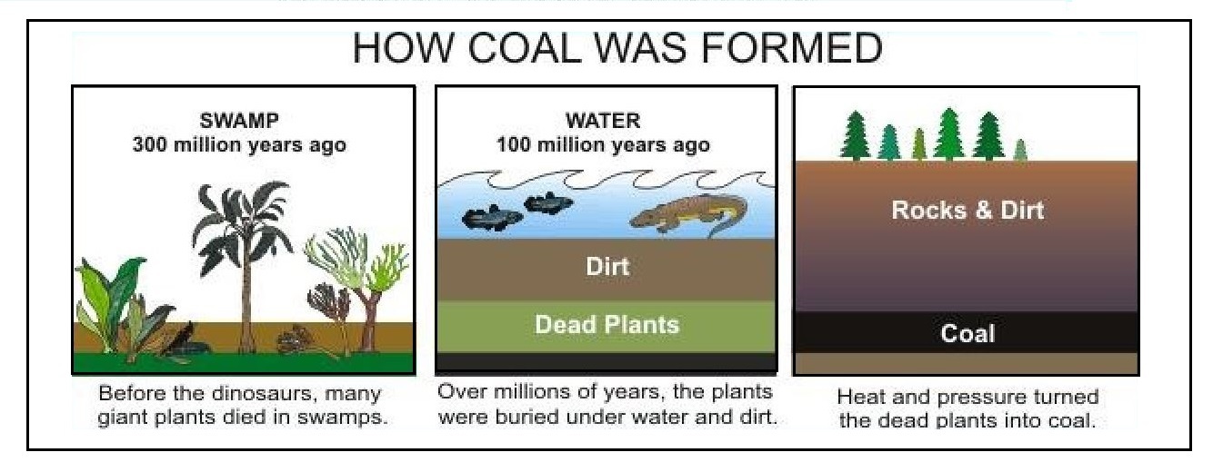 How coal was formed