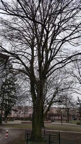 Lipa drobnolistna zimą