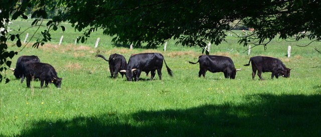 Heckenrinder oder Wasserbüffel?