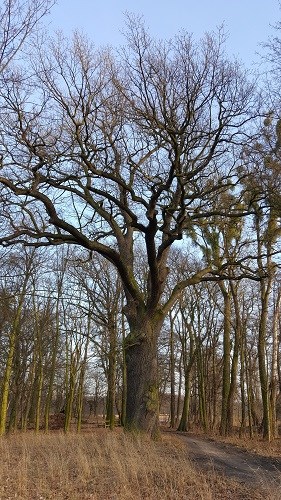 dąb szypułkowy zimą