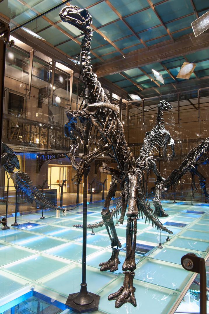 Mantellisaurus atherfieldensis