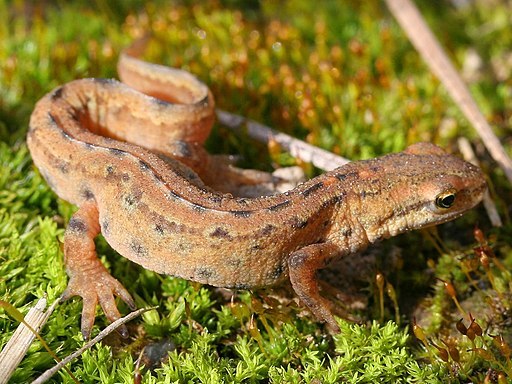 Smooth newt