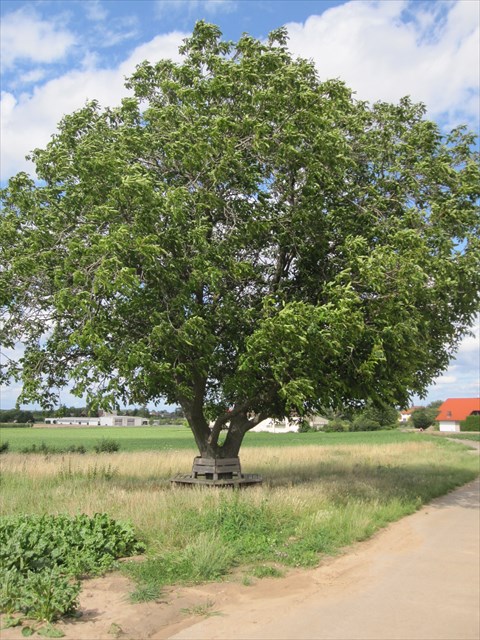 Der Baum