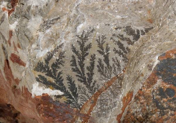 Manganov dendrit iz jurskih plasti Begunjščice