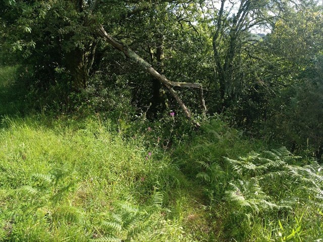 Comezo do carreiro de baixada