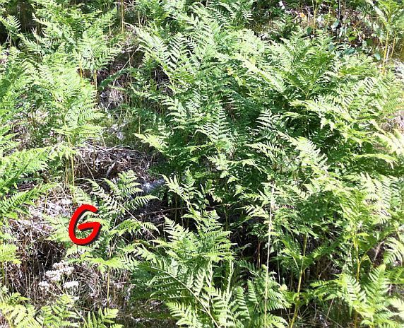 G