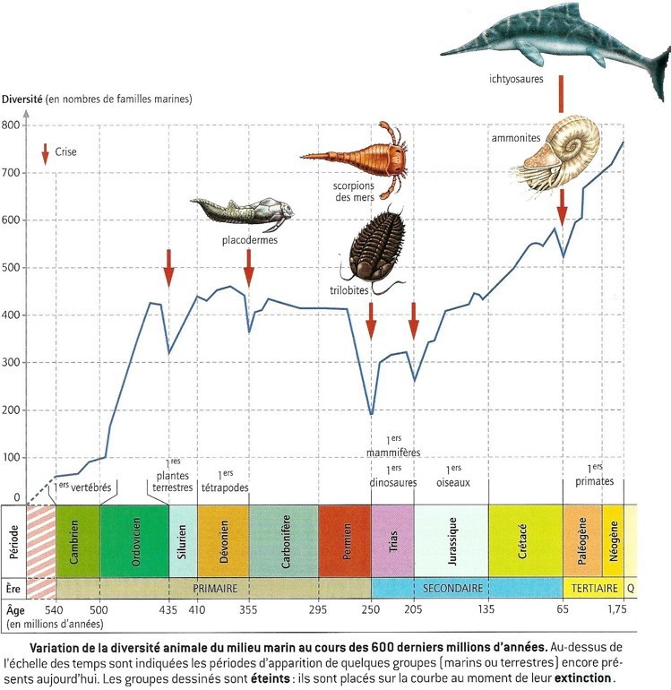 Les 5 crises majeures de la biosphère au cours des temps géologiques.