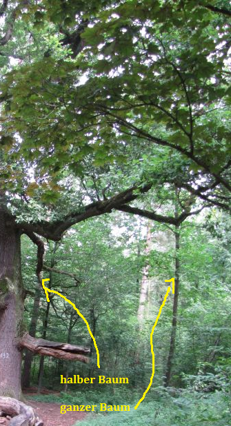 Wie viele halbe Bäume zählst du?