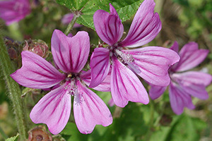 A vida nos ríos galegos Malva