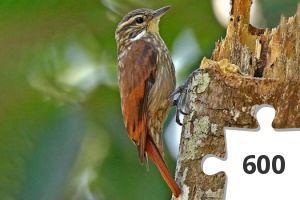 Jigsaw puzzle - xenops tenuirostris