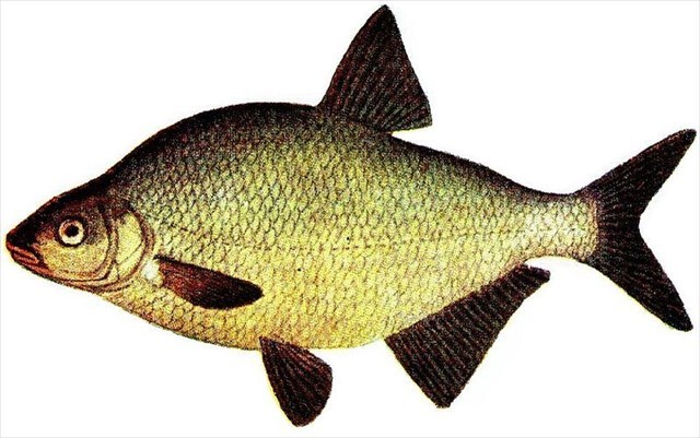 Fisch2