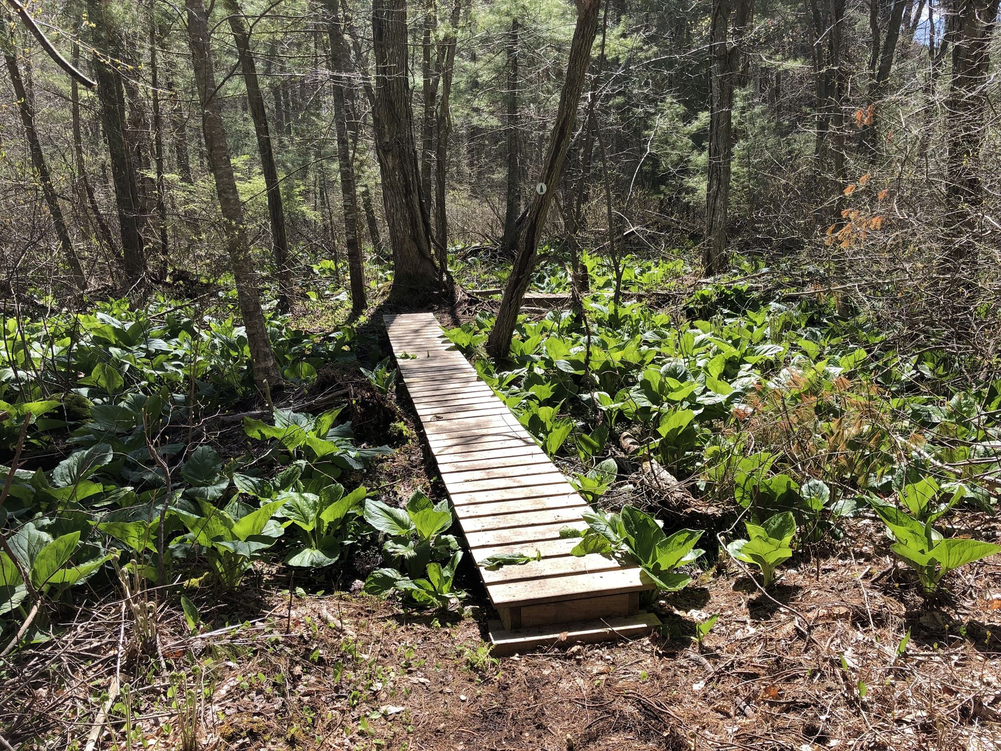 GC8QCCF Norwell Conservation Tour Miller Woods (Traditional Cache) in