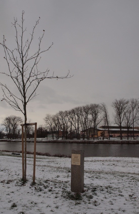 Platan východní - BOGAN