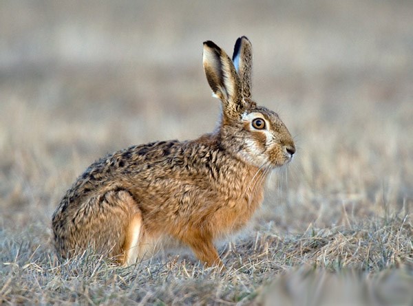 Fotograrie Zajíce #2