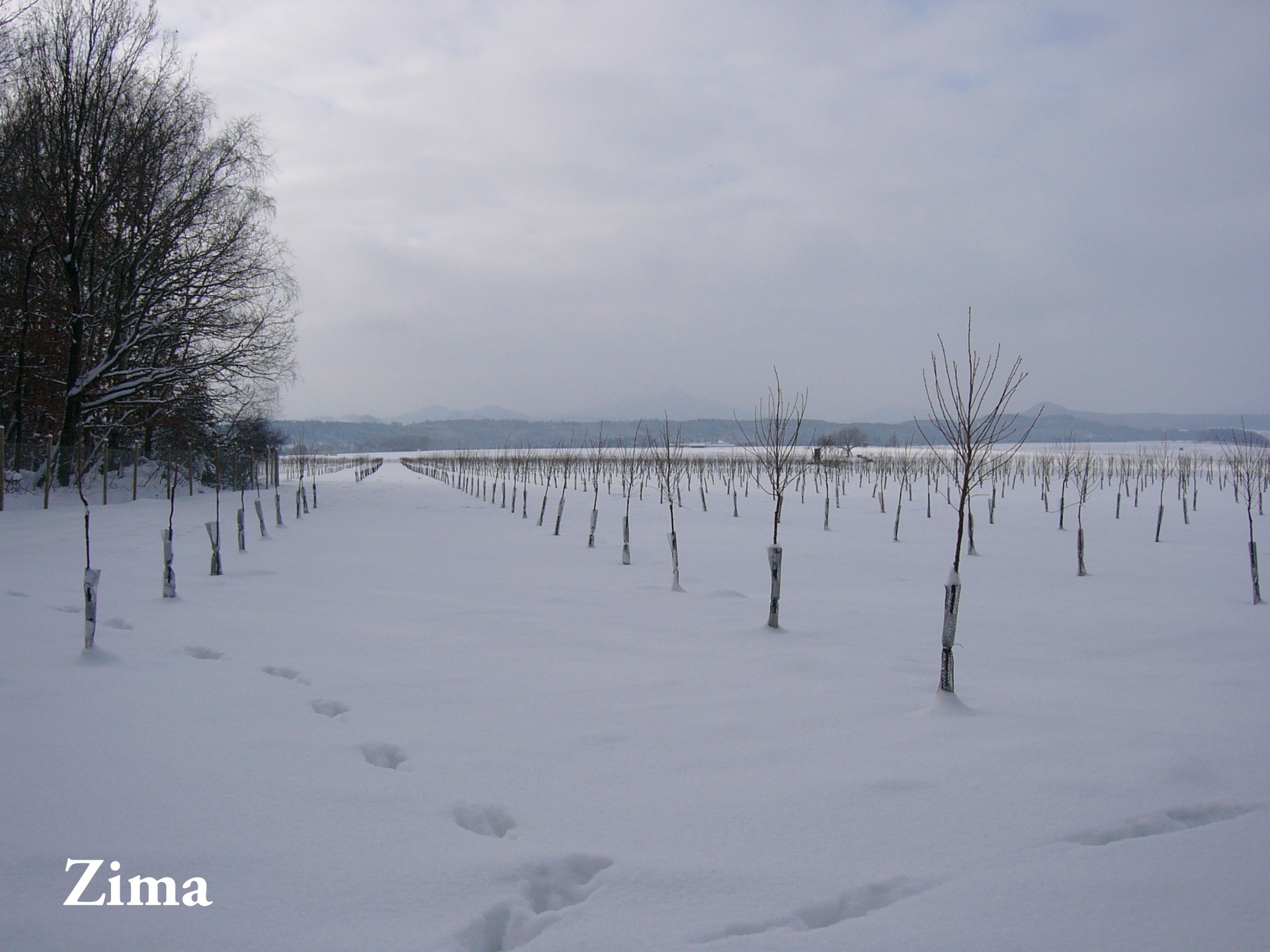 ZIMA
