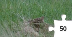 Jigsaw puzzle - BM-1 Skylark